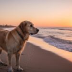 Labrador in Canada: The Retriever Canadians Adore and the Big Land That Shares Its Name